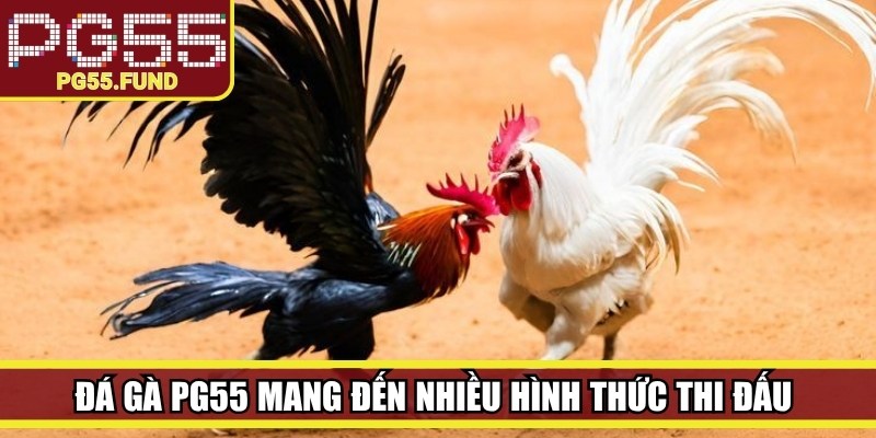 Đá gà PG55 mang đến nhiều hình thức thi đấu đa dạng và đặc sắc
