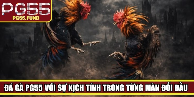 Đá gà PG55 với sự kịch tính trong từng màn đối đầu giữa các chiến kê chất lượng